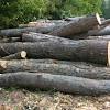 In particular, firewood acquired from trees that have already. 1