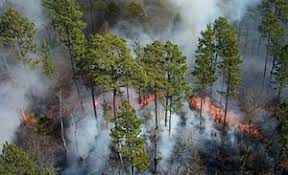 okefenokee national wildlife refuge