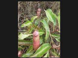 Is this Phallic-Looking Object a Real Plant? | Snopes.com