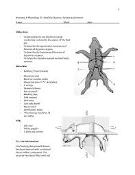 Fetal Pig Dissection Procedure And Assignment