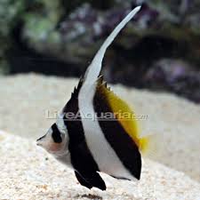 bannerfish in reef reef central