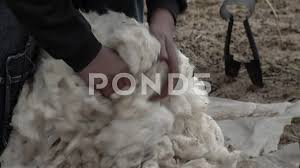 sheep shearing and sorting of wool men