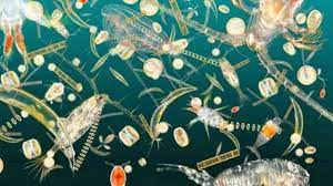 Zooplancton amenazado por la búsqueda de petróleo marino