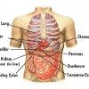 What organ is behind your right lower rib and cup hood / o bibliotecário do bordel: 1
