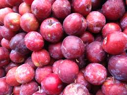 Enjoy The Fresh And Juicy Plums This Monsoon Plum Tree