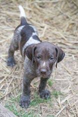 The above is with the exception of black being added to the mix. View Ad German Shorthaired Pointer German Wirehaired Pointer Mix Puppy For Sale Near Kentucky Ewing Usa Adn 84165