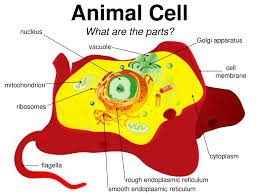 In truth, there are still features of plant and animal cells we're only lately. Plant And Animal Cell Notes Notes