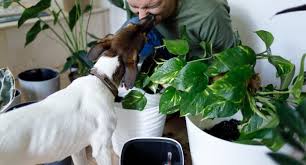 Indoor Plants That Are Toxic To Dogs