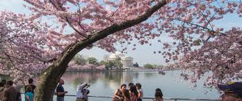 how-do-i-get-to-the-cherry-blossoms-in-dc
