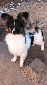 Maybe you would like to learn more about one of these? Papillon Puppies For Sale Iowa On Craigslist Nar Media Kit