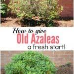 Many trees, shrubs, and perennials can produce more blooms and stronger growth if you trim them at certain points during the. How To Prune Azaleas Give Old Plants New Life The Kitchen Garten