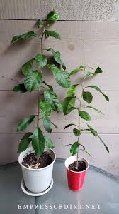 how to grow lemon trees from seed