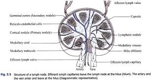 Structure Of Lymph Node With Diagram Body Fluids