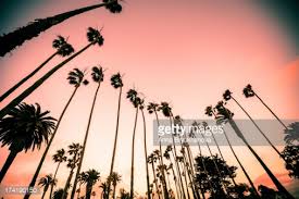 Résultat de recherche d'images pour "palm trees santa monica"