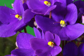 Keeping your violets well fed. The Care And Feeding Of African Violets Thriftyfun