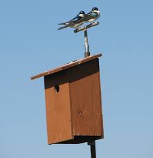 Pair Formation In Nesting Tree Swallows