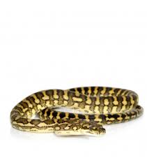 jungle carpet python pastimes reptile