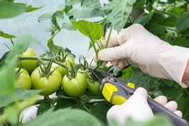 how to prune tomato plants correctly 6