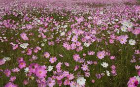 pink flora wildflower wild flowers
