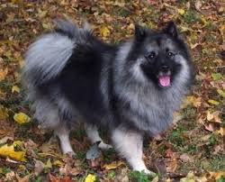 Keeshond Dog Breed Information And Pictures