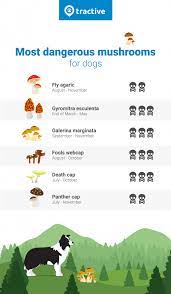 are yard mushrooms poisonous to dogs