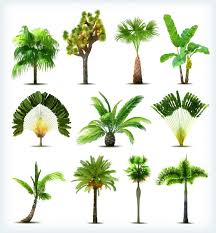 Palm Tree With Green Leaves And Flowers