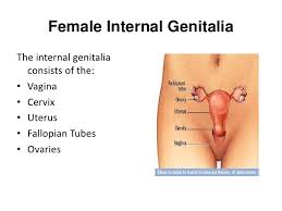 Internal female genital organs the hymen, a mucous membrane, is located at the beginning of the genital tract, just inside the opening of the vagina (see figure external female genital organs ). Female Rprdctive