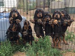 Bathing or dry shampooing should be done when necessary. Kosnik S Black And Tan Coonhounds Home Facebook