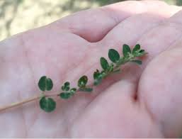 (i avoid putting images of other plants on my weed pages. The Foraged Foodie Foraging Identifying And Eating Purslane Avoid Poisonous Spurge