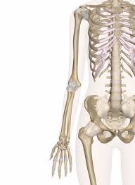 The 26 small bones that make up the backbone are the _. Bones Of The Arm And Hand Interactive Anatomy Guide