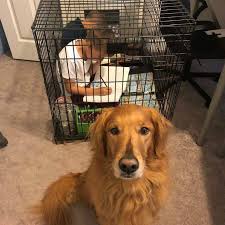 in a dog crate and where to place it