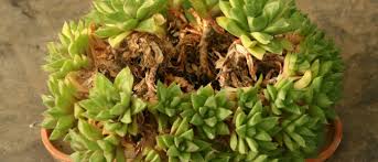 Haworthias Super Succulents For Small