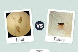 cat lice vs fleas what does my cat