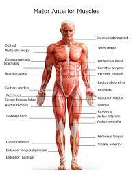 In the muscular system, muscle tissue is categorized into three distinct types: Anterior Body Muscle Anatomy Medical Anatomy Muscle Anatomy