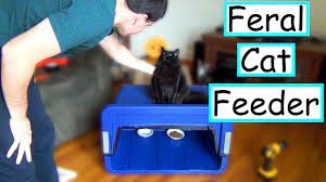 We did not find results for: Diy Feral Cat Feeding Station Easy Cheap Youtube