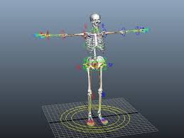 human skeleton rig free 3d model ma