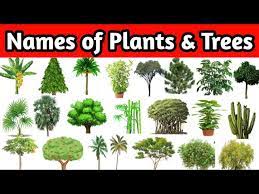 trees names plants names trees and