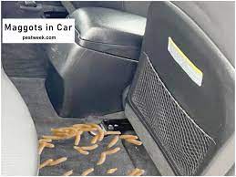 maggots in car them