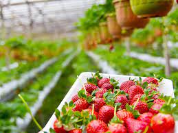 how to grow strawberries in a greenhouse