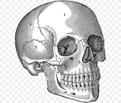 Cassell this classic treatment by a master teacher offers clear, detailed instruction on drawing the human figure. Skull Human Anatomy Human Body Drawing Png 624x700px Skull Anatomy Automotive Design Biomechanics Black And White