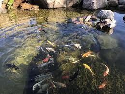 control algae in a koi pond