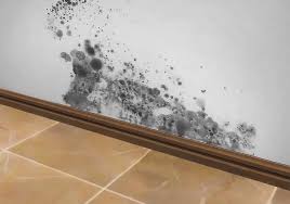 Cleaning And Killing Black Mold With