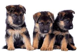Our german shepherds and german shepherd puppies are lovingly cared for by my wife and i. German Shepherd Dog Dog Breed Information