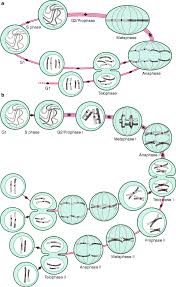 meiosis recombination and the control