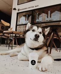 another dog friendly coffee