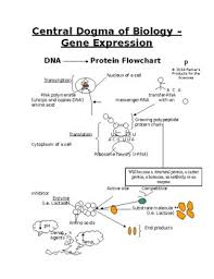 Central Dogma Of Biology Protein Synthesis And Enzyme