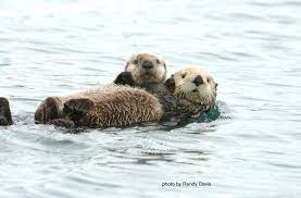 sea otter wallpapers wallpaper cave