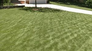 about zoysia gr turf masters lawn care