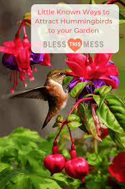 Attract Hummingbirds To Your Garden