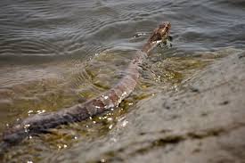 water snakes in missouri 8 species